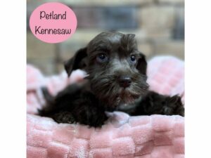 Miniature Schnauzer-Dog-Female-Chocolate-29001-Petland Kennesaw, Georgia