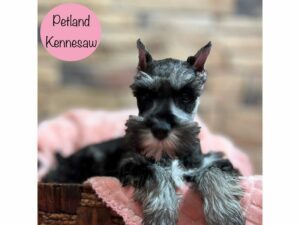 Miniature Schnauzer-Dog-Female-Salt / Pepper-29010-Petland Kennesaw, Georgia