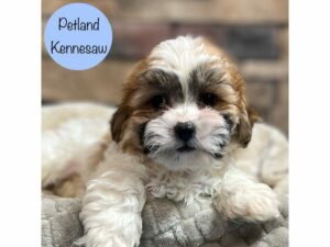 Teddy Bear-Dog-Male-Brown / White-29008-Petland Kennesaw, Georgia