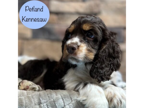 Cocker Spaniel-Dog-Male-Chocolate / Tan-29017-Petland Kennesaw, Georgia