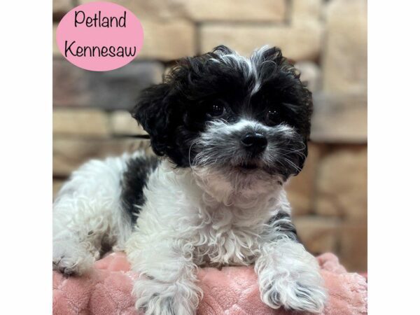 Coton De Tulear-Dog-Female-Black / White-29049-Petland Kennesaw, Georgia