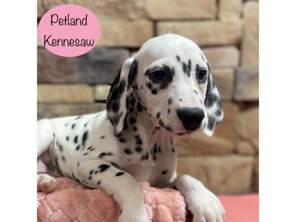 Dalmatian-Dog-Female-White / Black-29042-Petland Kennesaw, Georgia