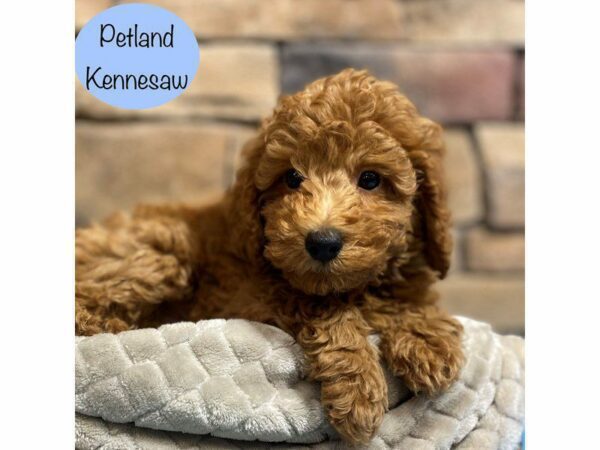 Miniature Goldendoodle 2nd Gen-Dog-Male-Light Red-29043-Petland Kennesaw, Georgia