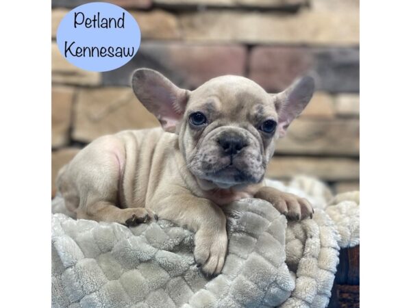 French Bulldog-Dog-Male-Blue-29064-Petland Kennesaw, Georgia