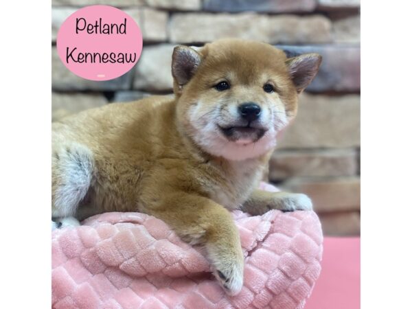 Shiba Inu-Dog-Female-Red-29054-Petland Kennesaw, Georgia