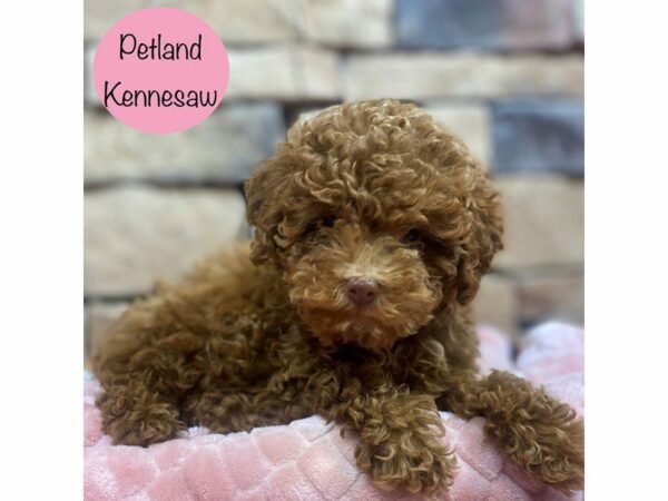 Miniature Poodle-Dog-Female-Red-29058-Petland Kennesaw, Georgia