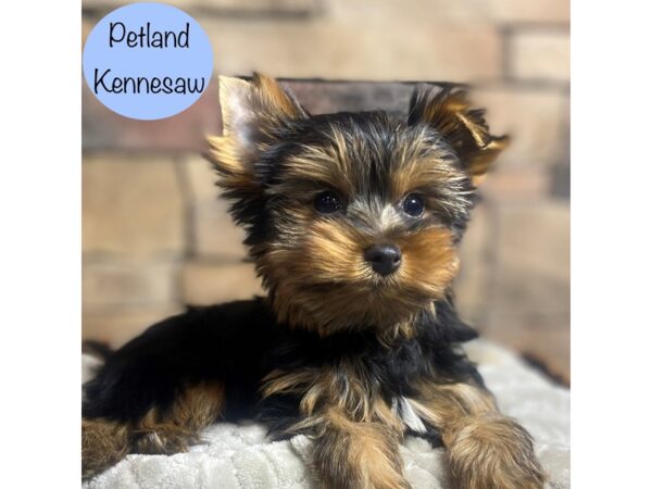 Yorkshire Terrier-Dog-Male-Black / Tan-29105-Petland Kennesaw, Georgia