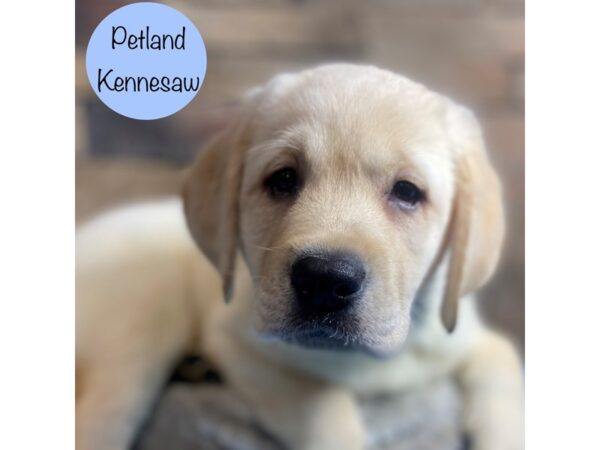 Labrador Retriever-Dog-Male-Yellow-29100-Petland Kennesaw, Georgia