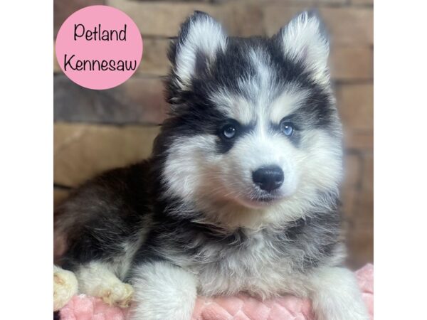 Huskimo-Dog-Female-Black / White-29099-Petland Kennesaw, Georgia