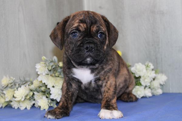 Bull Puggle - 29290 Image #2