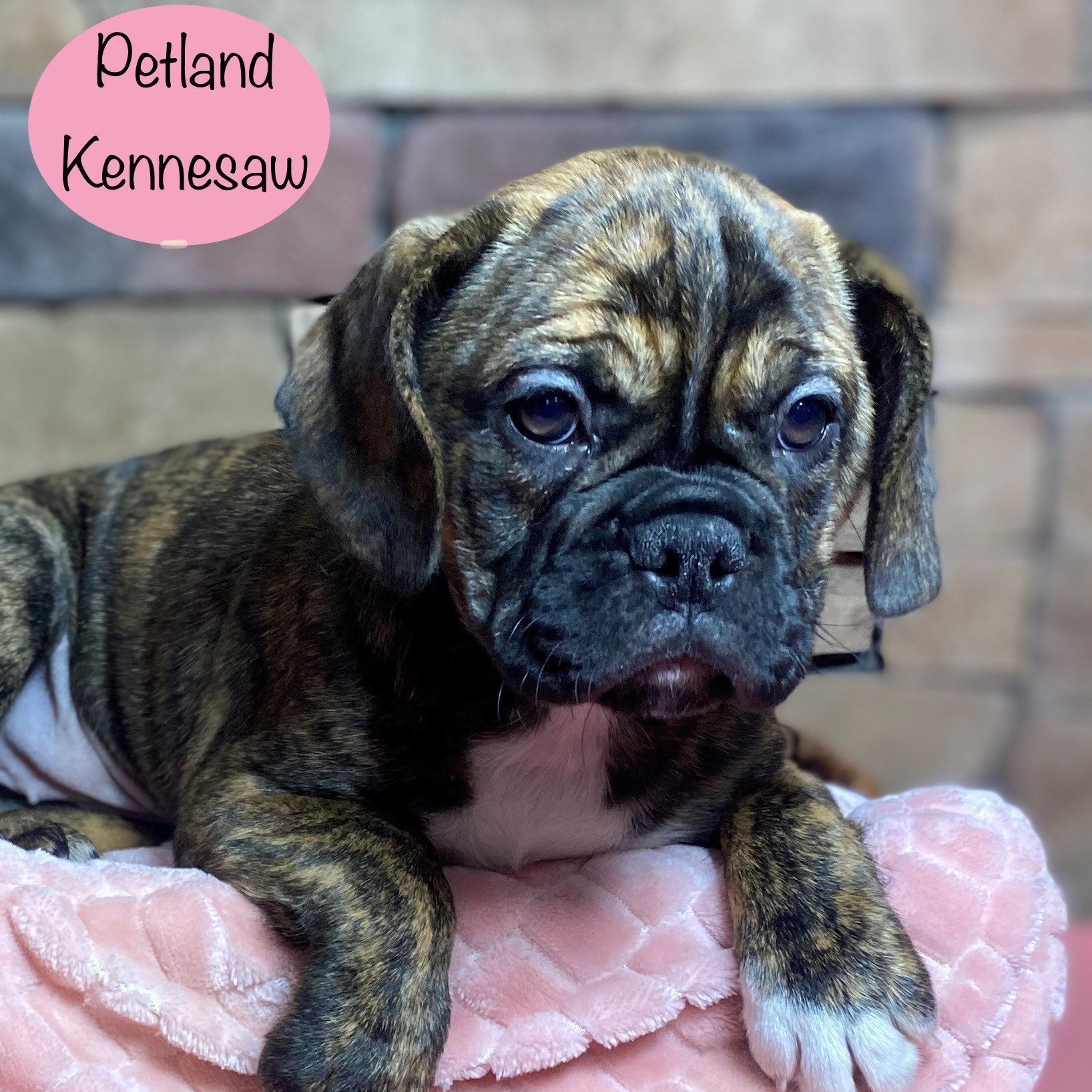 Bull Puggle - 29290 Image #1