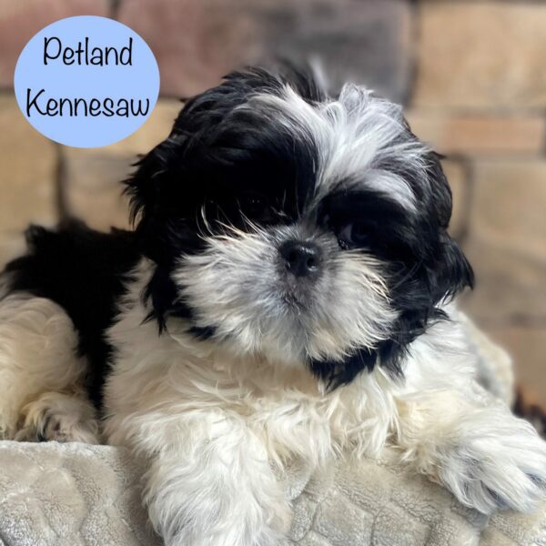 Shih Tzu – 29324