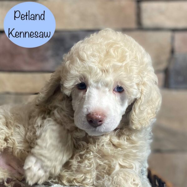 Miniature Poodle – 29329