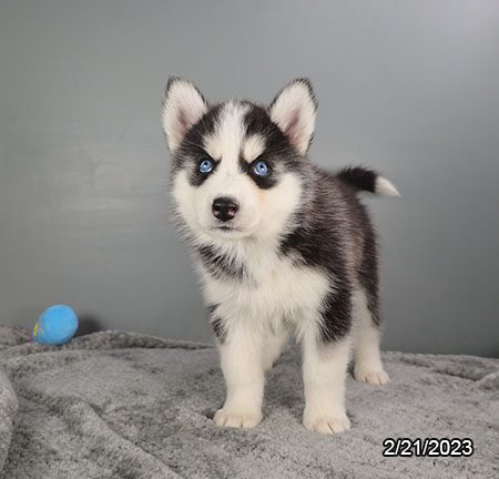 Siberian Husky - 29293 Image #2