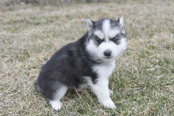 Huskimo - 29393 Image #2