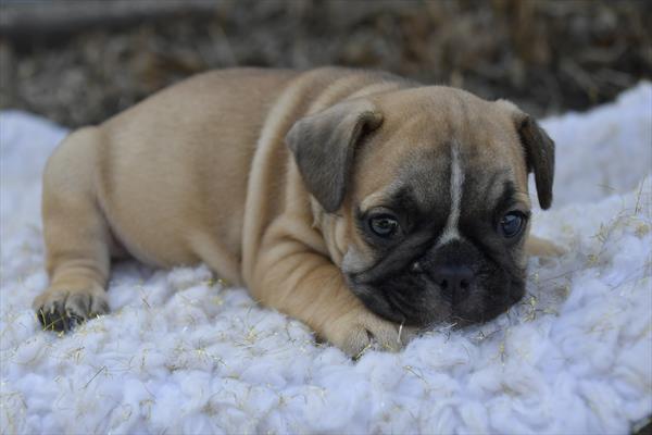 French Bulldog - 29403 Image #2