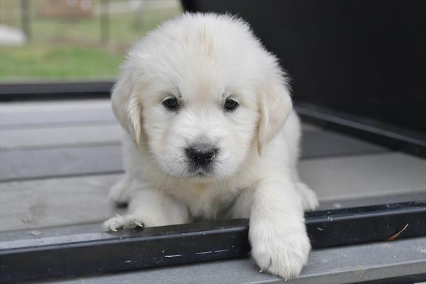 Golden Retriever - 29420 Image #2