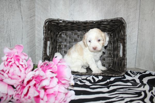 Daisy Dog - 29441 Image #2