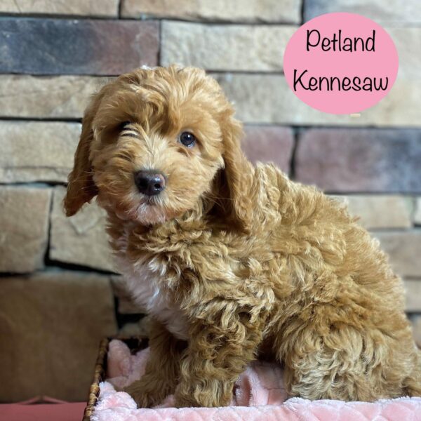 Miniature Goldendoodle 2nd Gen – 29338
