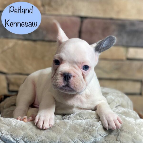 French Bulldog – 29339