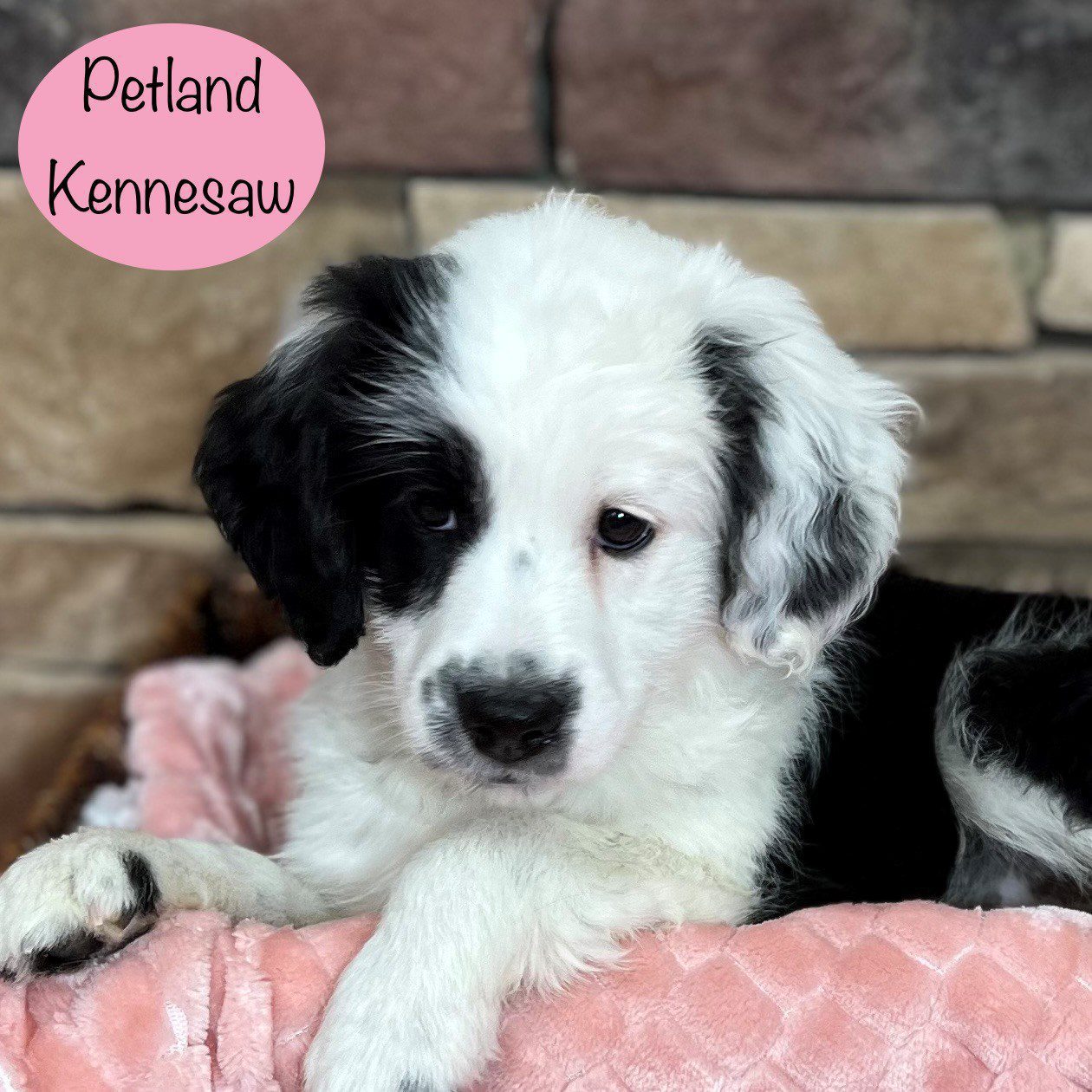 Miniature Aussiedoodle - 29378 Image #1