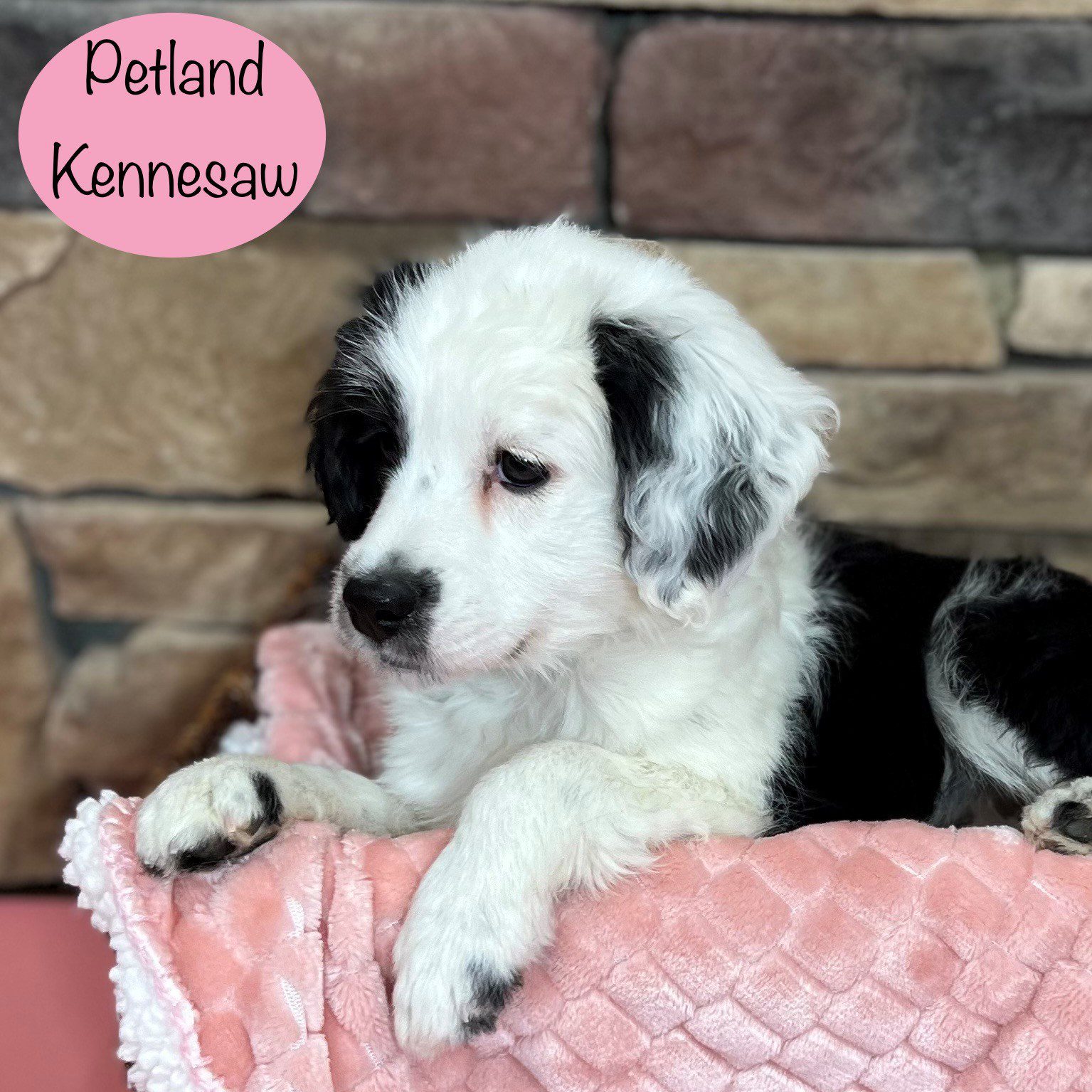Miniature Aussiedoodle - 29378 Image #2