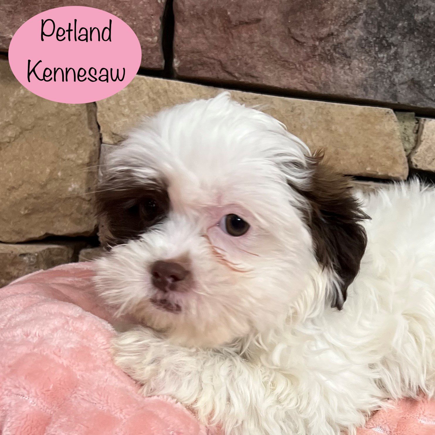 Shihpoo - 29389 Image #1