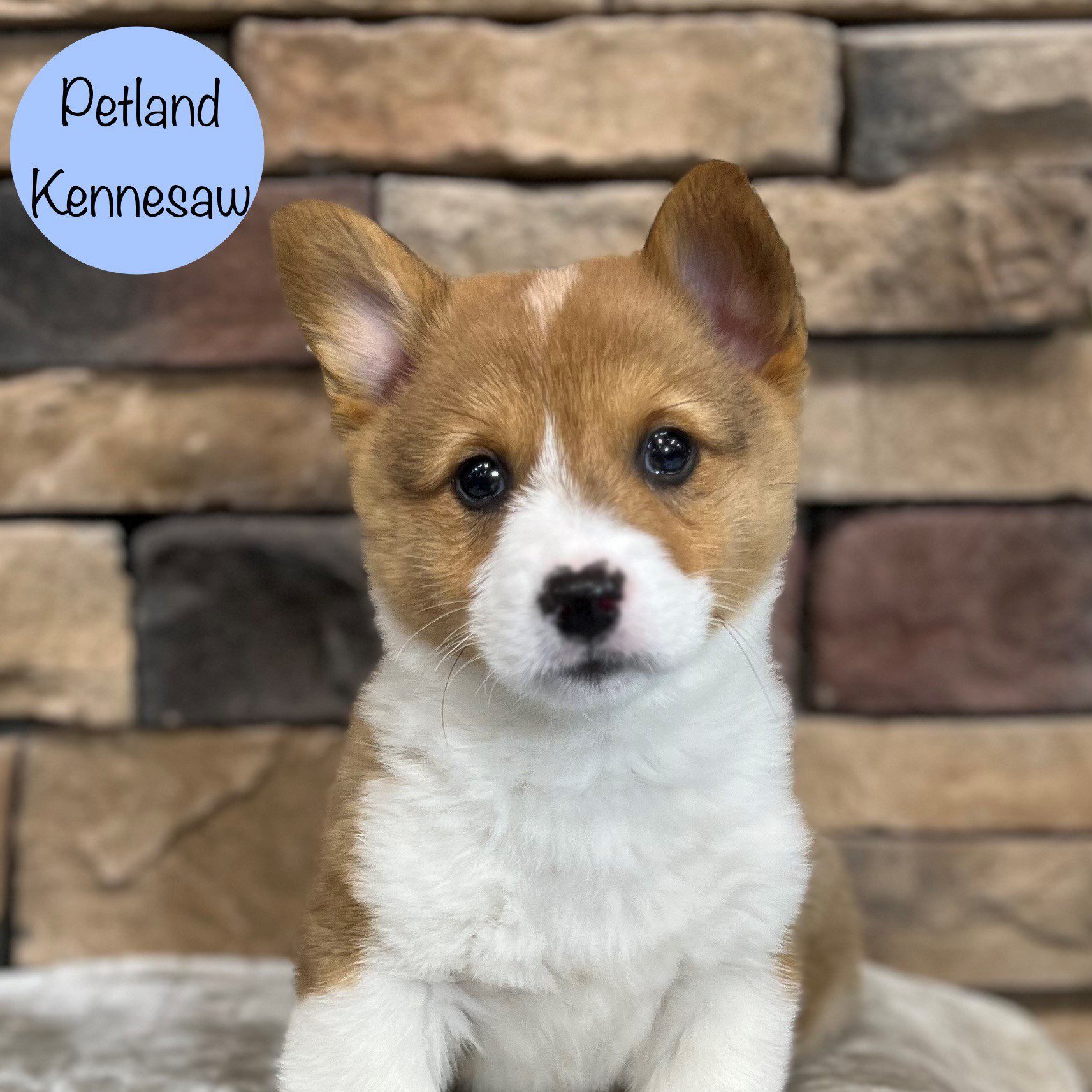 Pembroke Welsh Corgi - 29374 Image #3