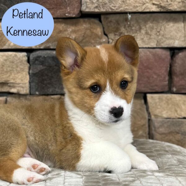 Pembroke Welsh Corgi – 29374