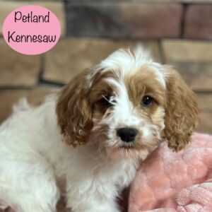 Cavapoo – 29396