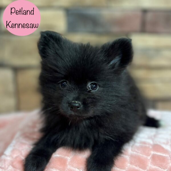 Pomeranian – 29412