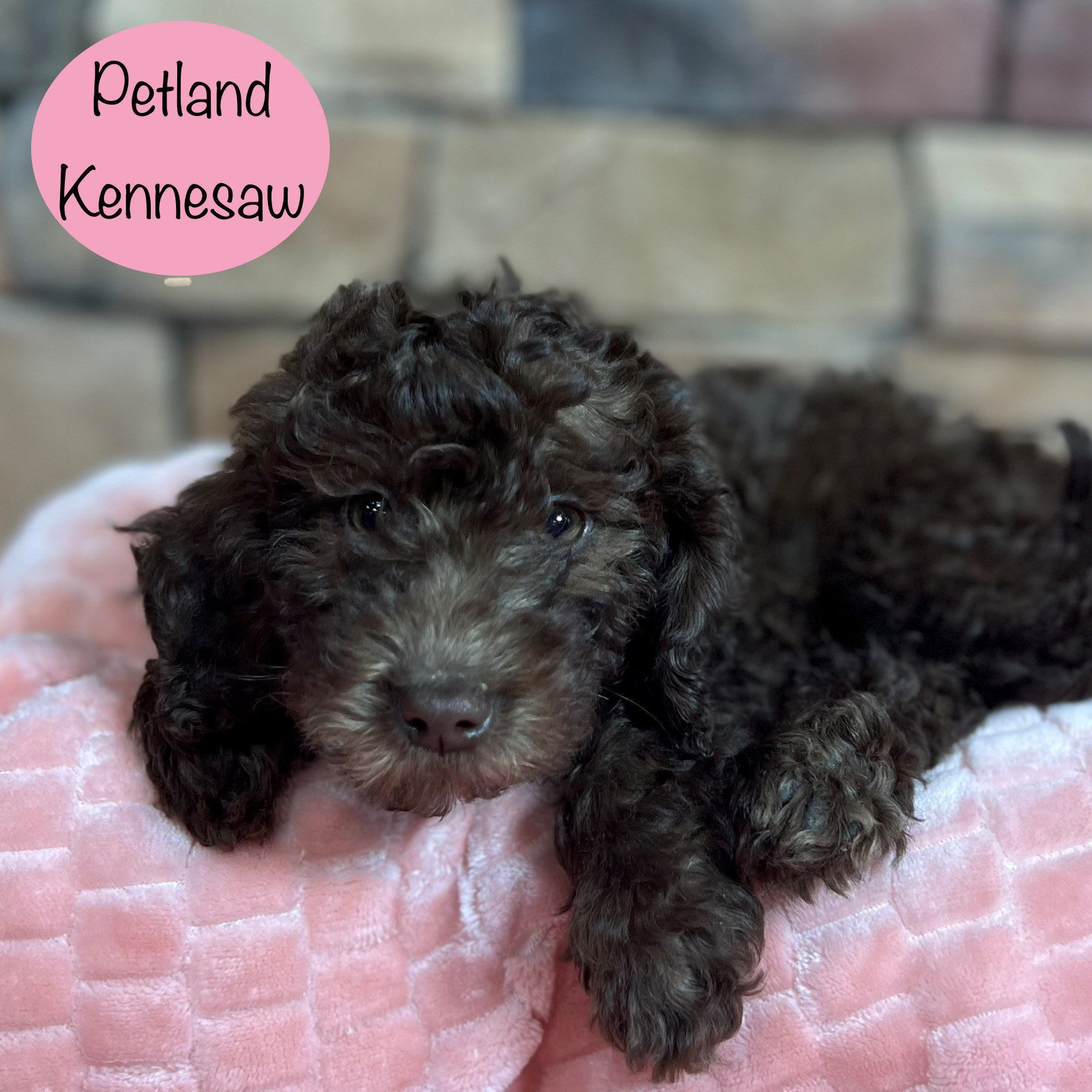 Miniature Goldendoodle 2nd Gen - 29402 Image #1