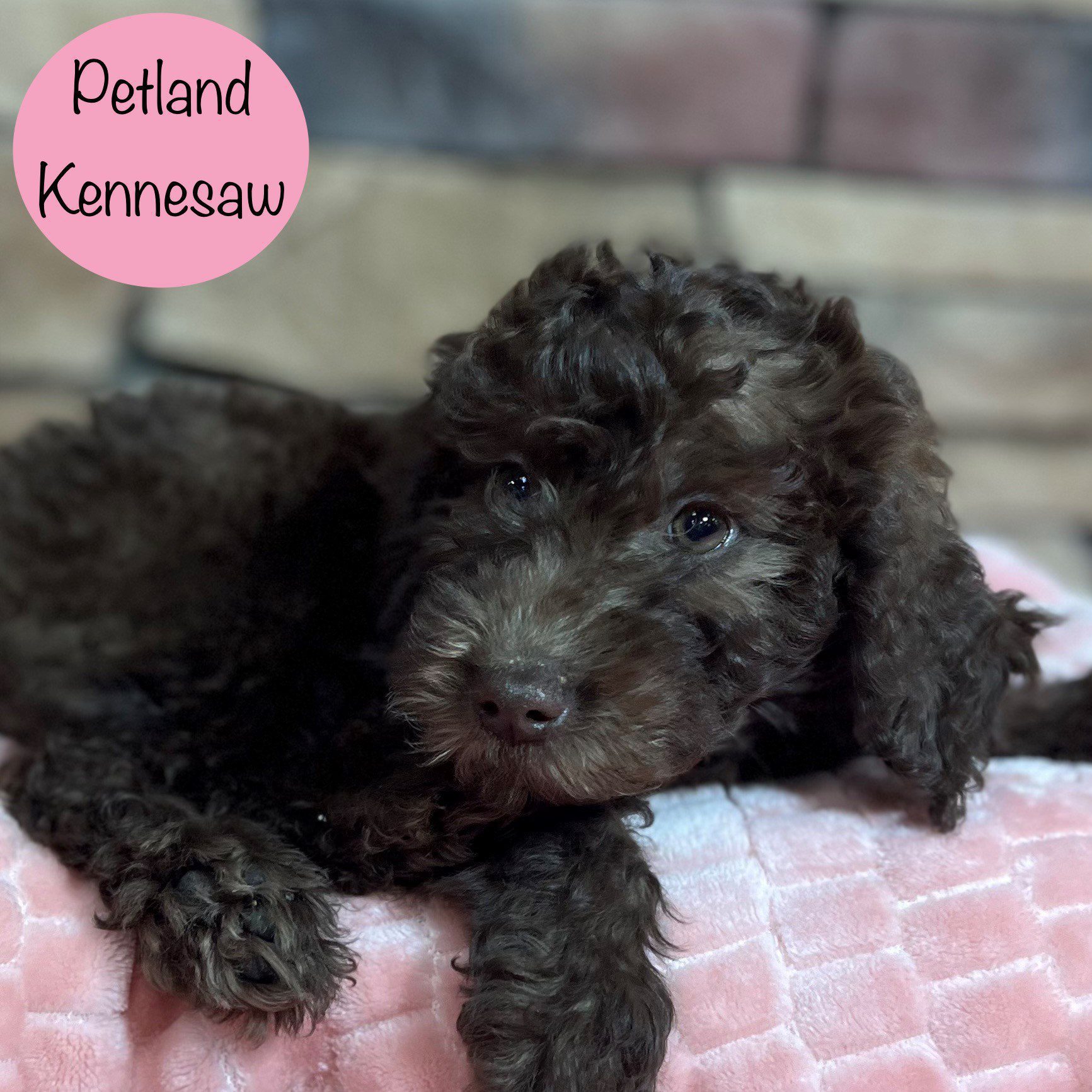 Miniature Goldendoodle 2nd Gen - 29402 Image #2