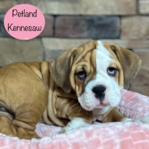 3/4 Bulldog – 29413