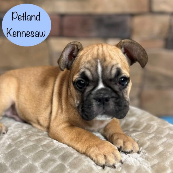 French Bulldog – 29403