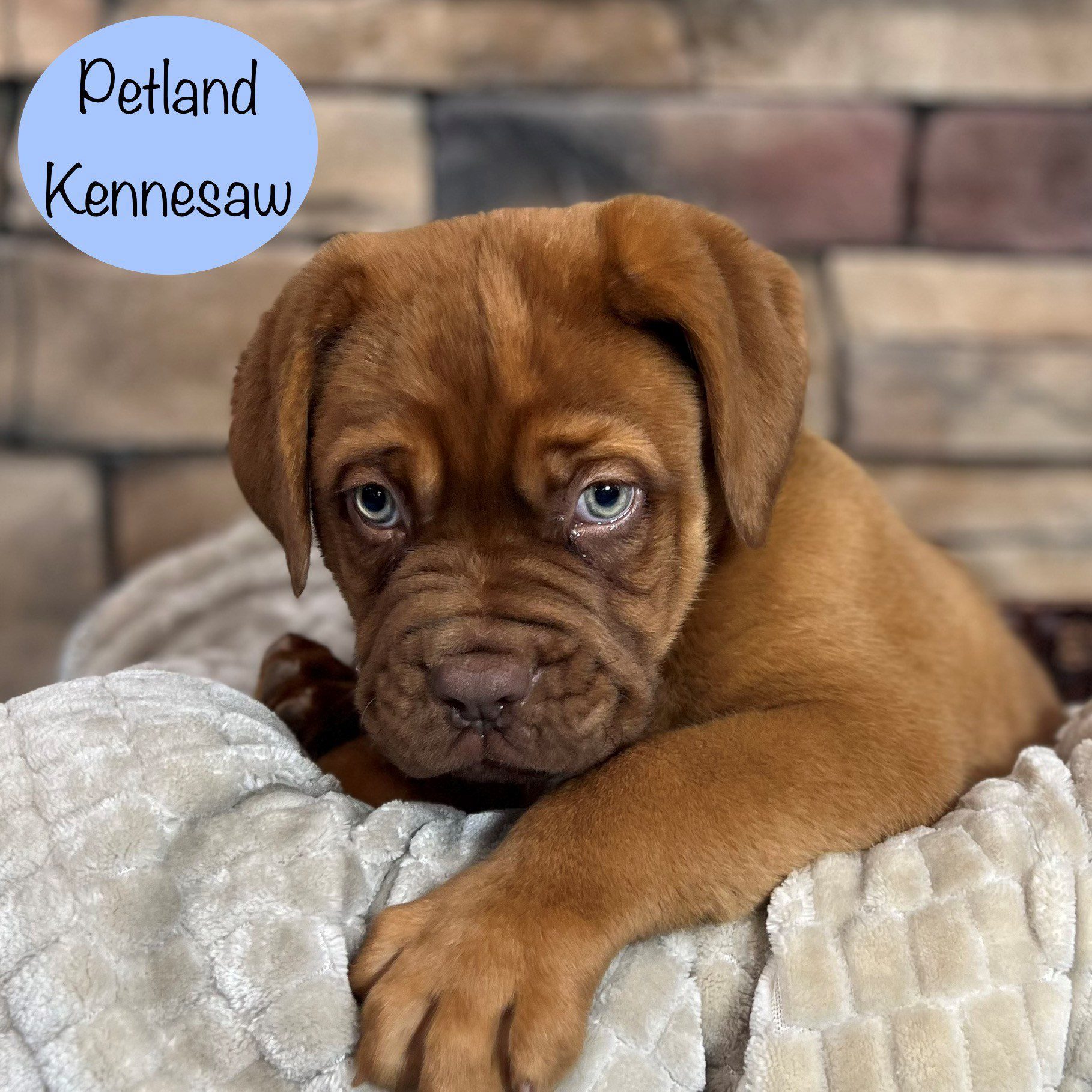 Dogue de Bordeaux - 29410 Image #3