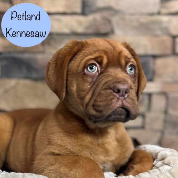 Dogue de Bordeaux – 29410