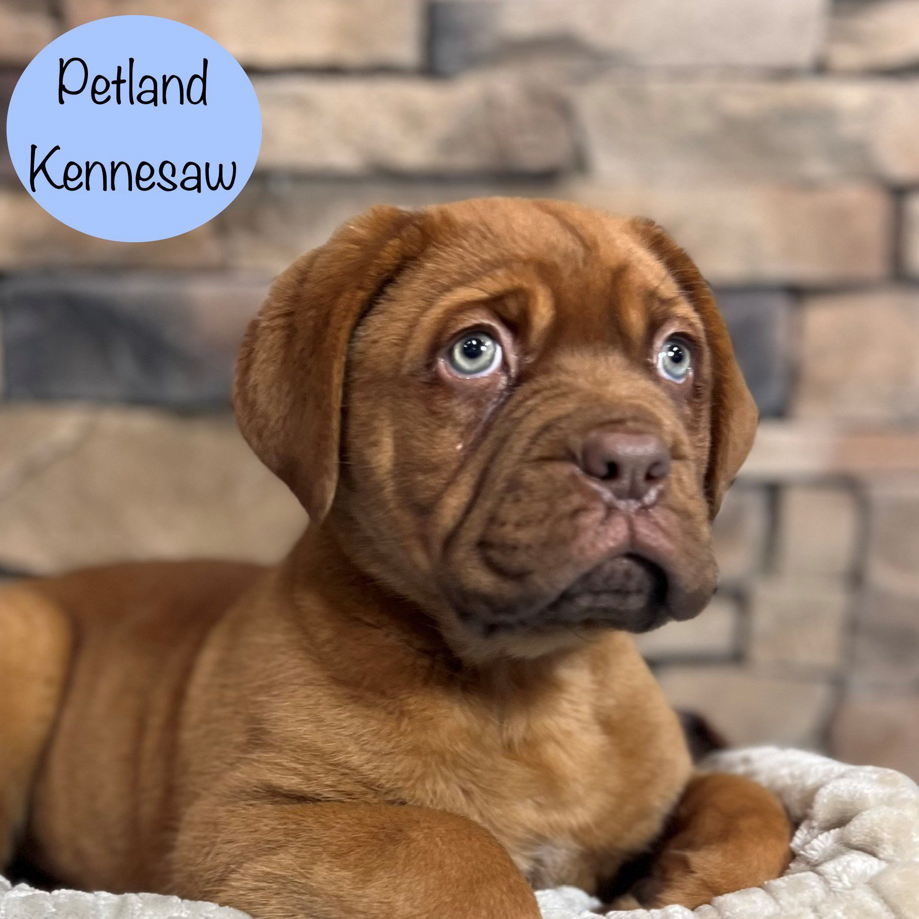 Dogue de Bordeaux - 29410 Image #1
