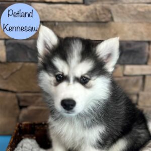 Huskimo – 29393