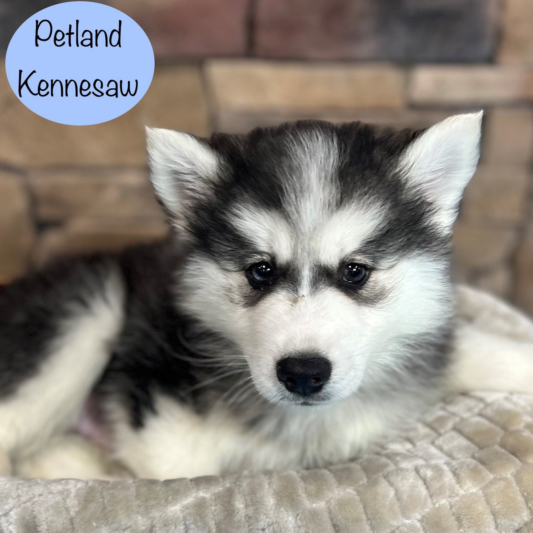 Huskimo - 29393 Image #3