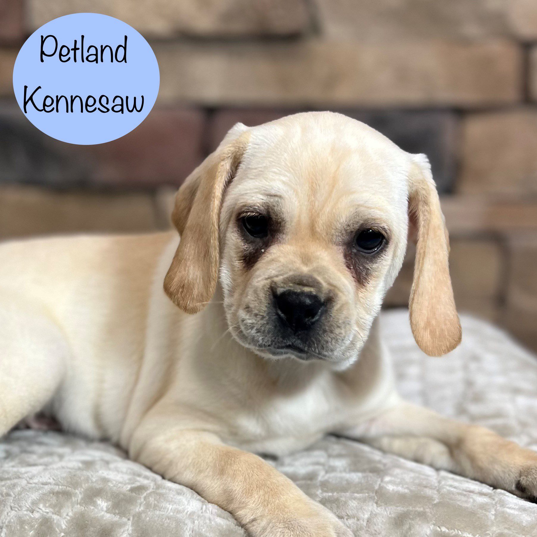 Puggle - 29394 Image #3
