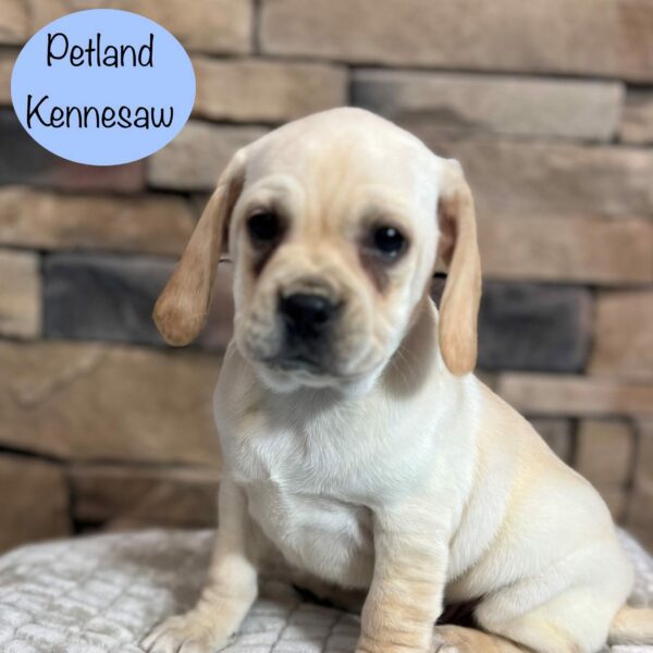 Puggle – 29394