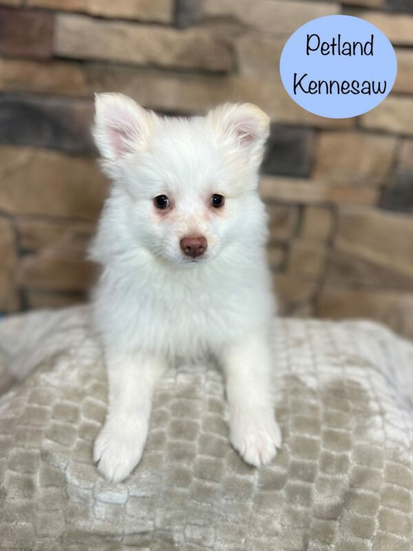 Pomeranian – 29439