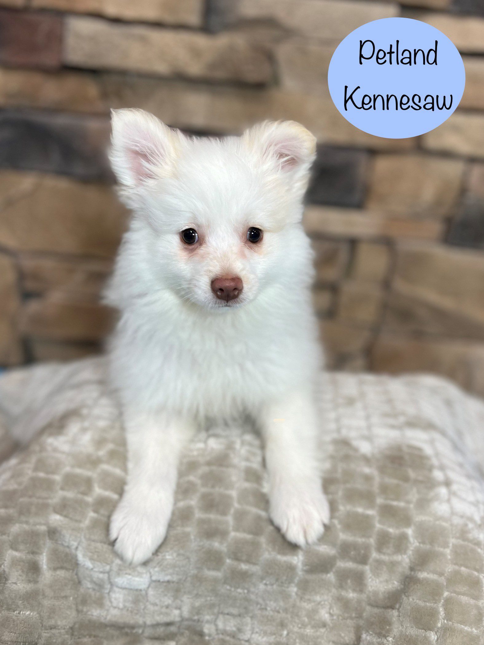 Pomeranian - 29439 Image #1