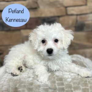 Bichon Frise – 29435