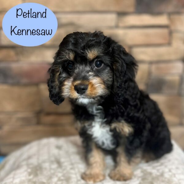 Cavapoo – 29421