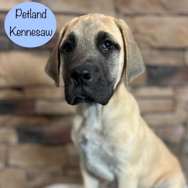 English Mastiff – 29434