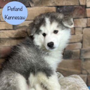 Huskimo – 29417