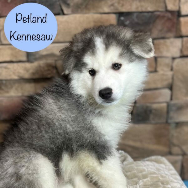 Huskimo – 29417