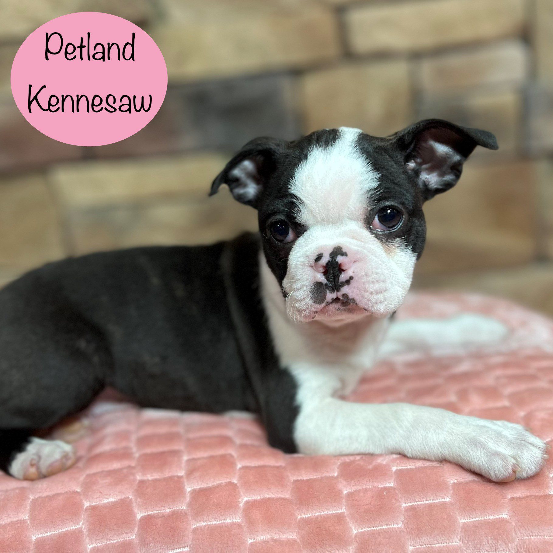 Boston Terrier - 29431 Image #4